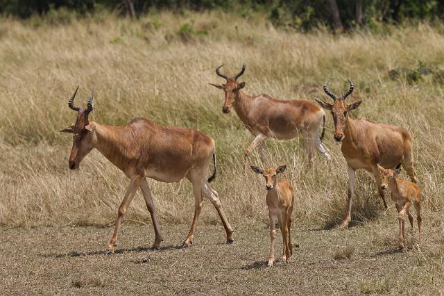050 Kenia, Masai Mara, cokes hartenbeest.jpg